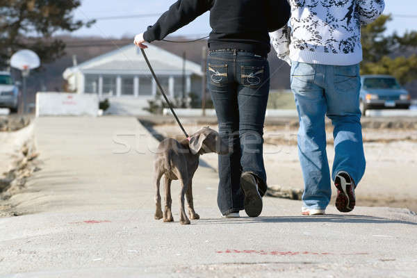 Walking The Puppy Stock photo © ArenaCreative