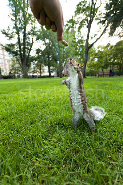 Stock photo: Feeding Wild Squirrel a Peanut