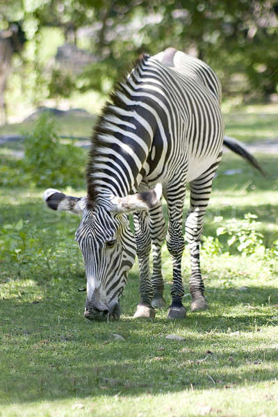 Zebra grünen Gras Pferd Landschaft Schönheit Tiere Stock foto © ArenaCreative