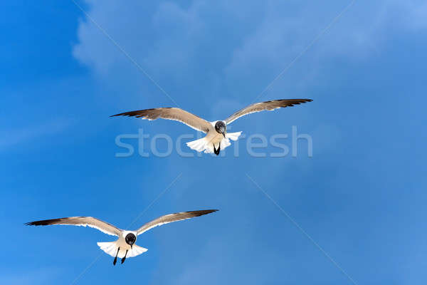 Caribbean Seagulls Flying Stock photo © ArenaCreative