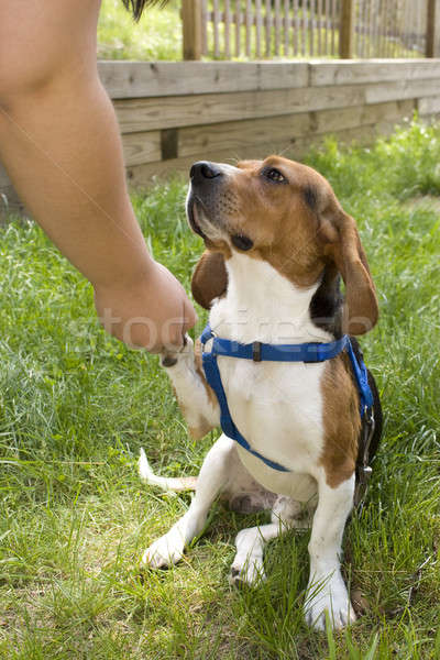 Sevimli tazı köpek genç köpek yavrusu arka plan Stok fotoğraf © ArenaCreative