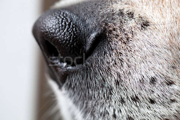 Câine de vânătoare câine nas macro shot Imagine de stoc © arenacreative