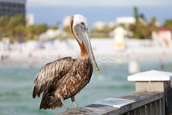 Foto stock: Playa · Florida · marrón · aves · posando