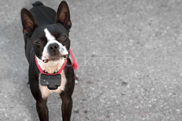 Curioso Boston terrier jovem cão olhando Foto stock © ArenaCreative