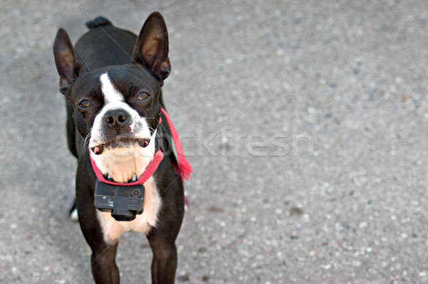 Boston terrier fiatal kutya néz ki Stock fotó © ArenaCreative