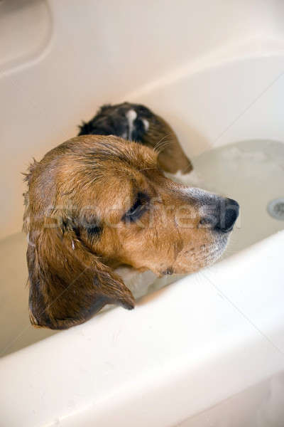 Kopó kutya fürdőkád ül fürdőkád nagyszerű Stock fotó © ArenaCreative