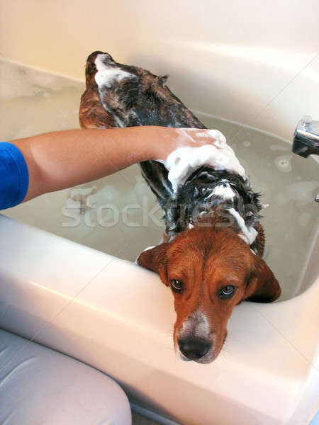 beagle bath Stock photo © ArenaCreative