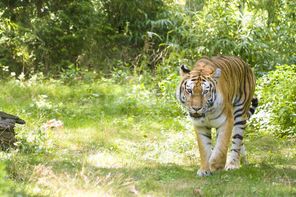 Bengal Tiger Stock photo © ArenaCreative