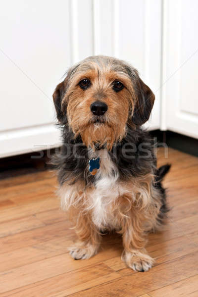 Borkie Dog Breed Stock photo © ArenaCreative