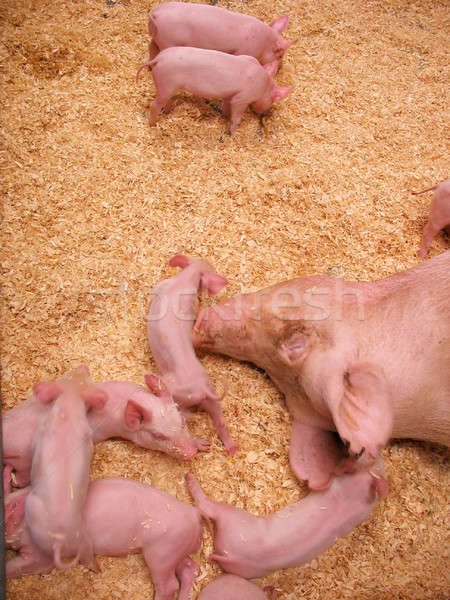 Hungrig Gruppe wenig herum Mutter Baby Stock foto © ArenaCreative