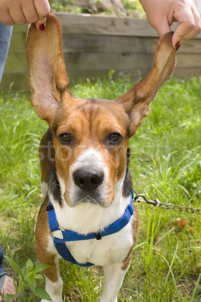 Big Ear Beagle Stock photo © ArenaCreative
