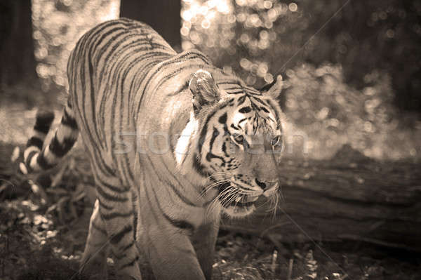 Tiger Stock photo © ArenaCreative