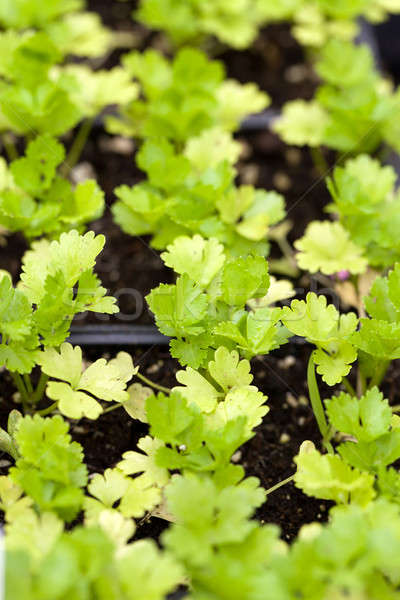 Selderij planten jonge fase ondiep Stockfoto © ArenaCreative