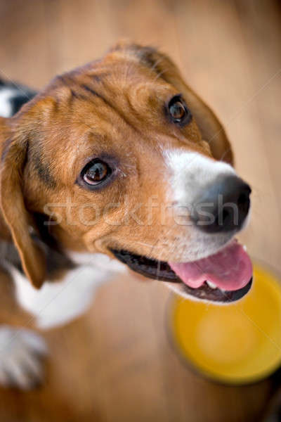 hungry beagle