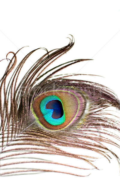 Peacock Feather Stock photo © ArenaCreative