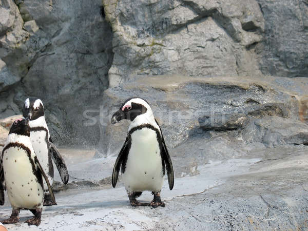 3 cute penguins Stock photo © ArenaCreative
