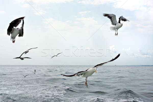 Flock of Seagulls Stock photo © ArenaCreative