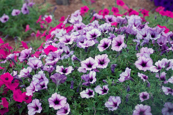Petunia Flowers Stock photo © ArenaCreative