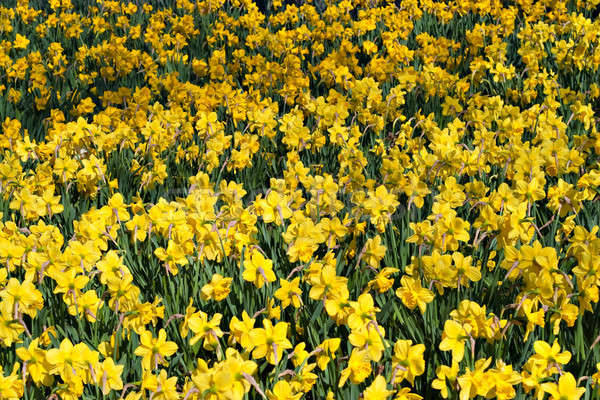 Stock foto: Bereich · Narzissen · hellen · gelb · Frühling · Narzisse