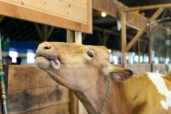Cow Sticking Out Tongue Stock photo © arenacreative