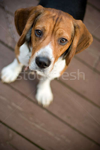 Foto stock: Curioso · Beagle · jóvenes · perro · mirando · cámara