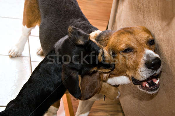 Câini joc lupta doua tineri joacă Imagine de stoc © ArenaCreative