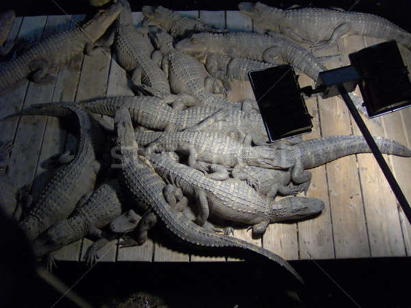 Lazy Pile of Gators Stock photo © ArenaCreative