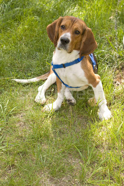 Сток-фото: Cute · Beagle · собака · молодые · щенков · сидят