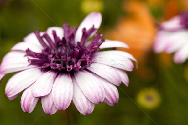 Lila virág makró közelkép sekély természet szépség Stock fotó © ArenaCreative