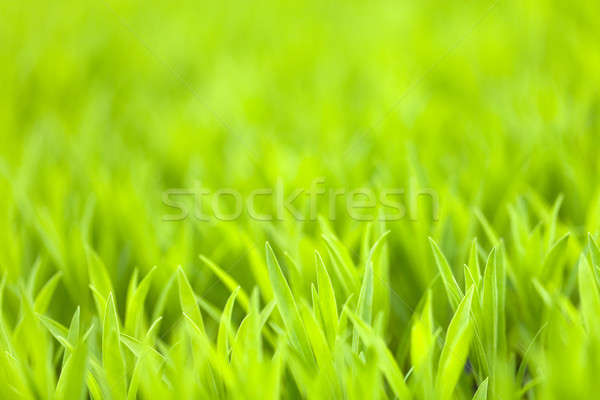 Herbe verte herbeux usine feuillage peu profond [[stock_photo]] © ArenaCreative