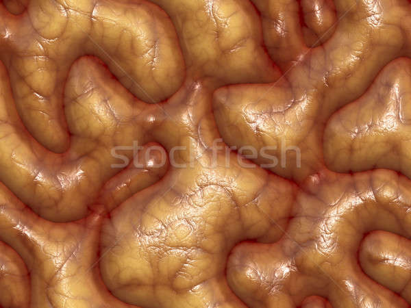 3d brains Stock photo © ArenaCreative