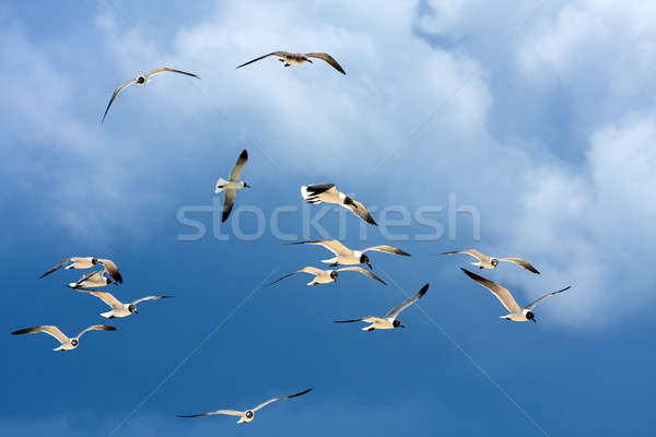 Flock of Seagulls Soaring Stock photo © ArenaCreative