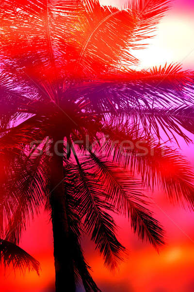 Palme Sonnenuntergang Silhouette schönen Kokospalme Baum Stock foto © ArenaCreative