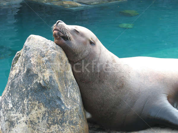 Cute Sea Lion Stock photo © ArenaCreative