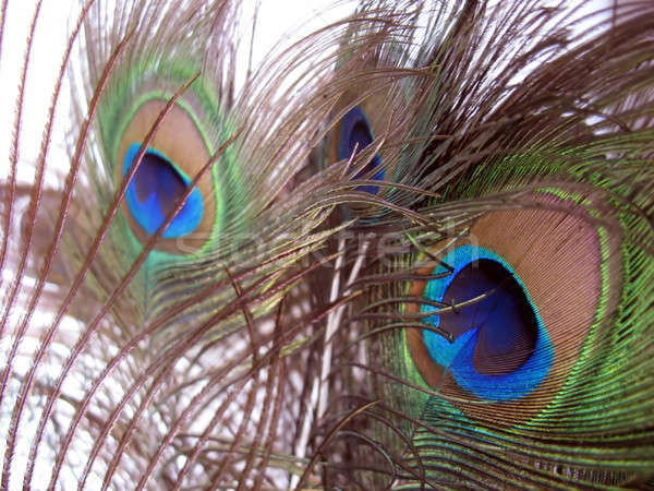 孔雀 羽毛 いい アレンジメント 白 光 ストックフォト © ArenaCreative