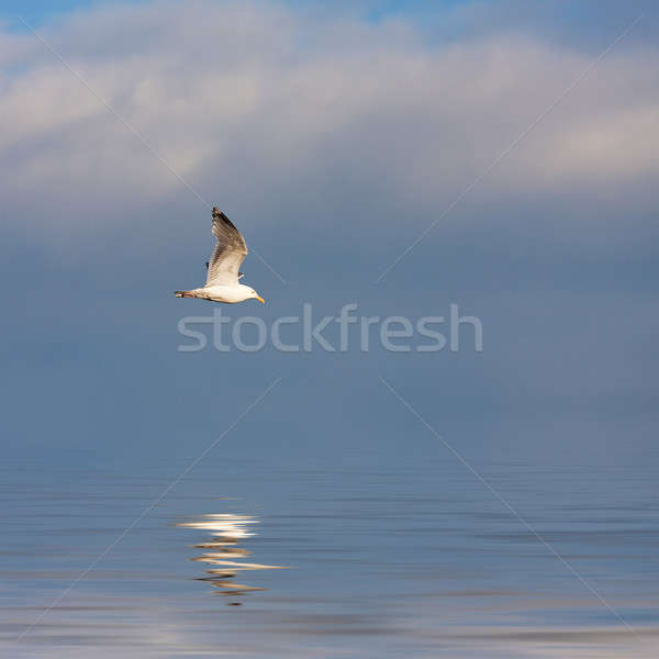 Seagull Flying Stock photo © ArenaCreative