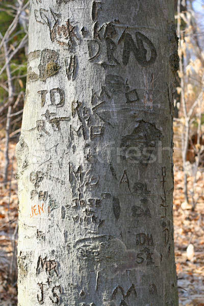 tree carvings  Stock photo © ArenaCreative