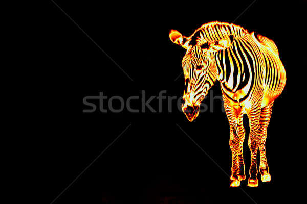 Vurig vlammende zebra geïsoleerd zwarte exemplaar ruimte Stockfoto © ArenaCreative