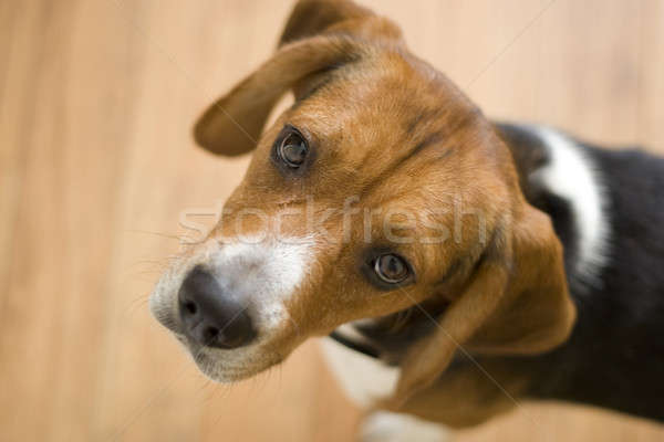 Cute Beagle Dog Stock photo © ArenaCreative