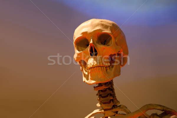 Scary Skeleton Skull Stock photo © arenacreative