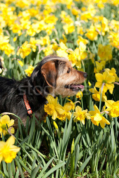 Perro flores cute terrier raza Foto stock © ArenaCreative