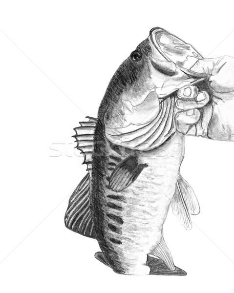 Bass Fish Drawing Stock photo © ArenaCreative