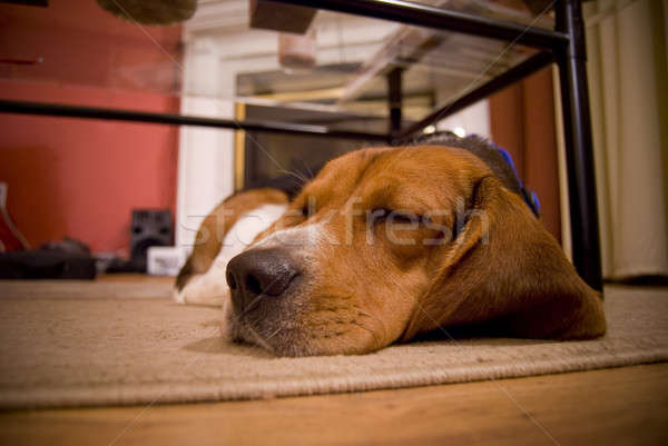 sleepy beagle Stock photo © ArenaCreative