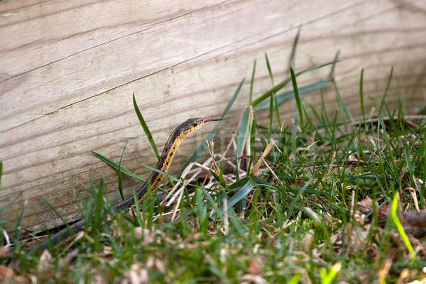 Stock photo: Garter Snake