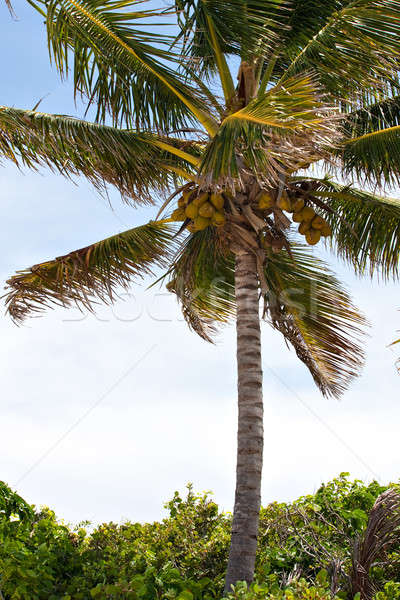 Tropischen Kokospalme Baum Detail Vielfalt Stock foto © ArenaCreative