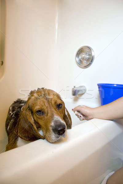 Beagle cane vasca da bagno seduta divertimento Foto d'archivio © ArenaCreative