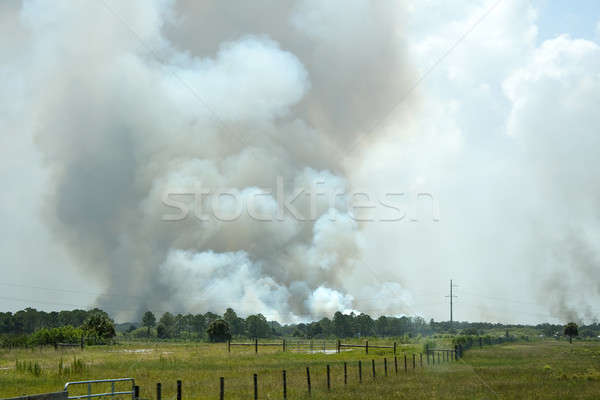 Otwarte palenie wildfire dymu ognia Zdjęcia stock © ArenaCreative