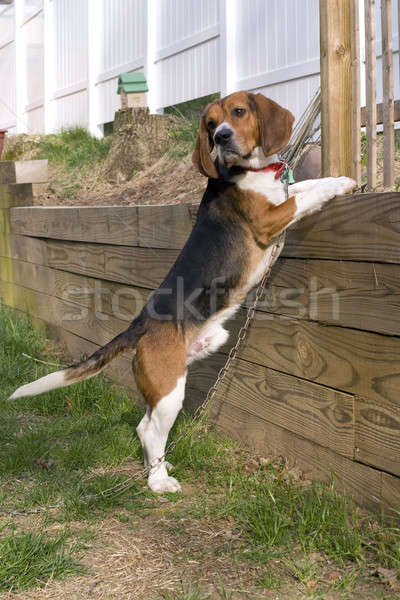 Beagle Pup Stock photo © ArenaCreative