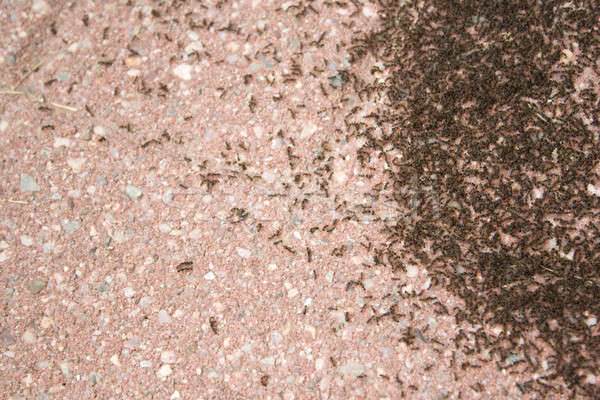 Colonia formiche minuscolo patio pietra Foto d'archivio © ArenaCreative