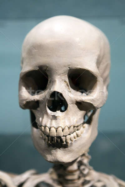 Scary Skeleton Skull Stock photo © arenacreative